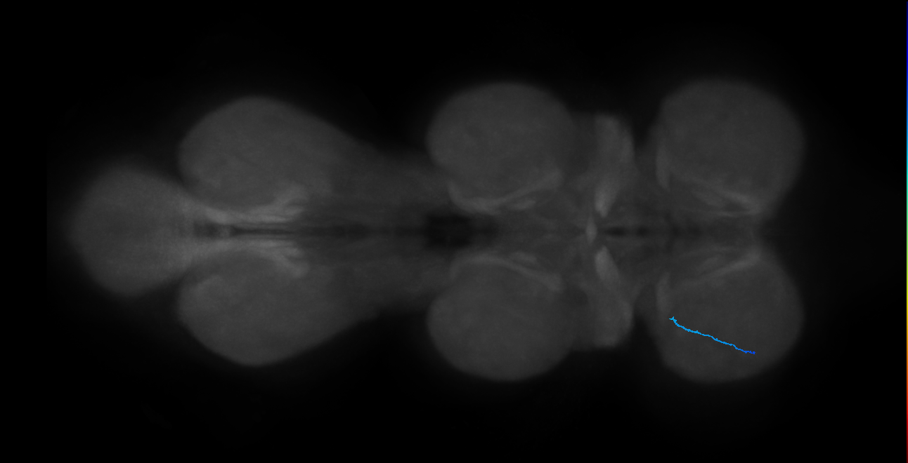 SNtaxx_ProLN_L (MANC:36784218846)