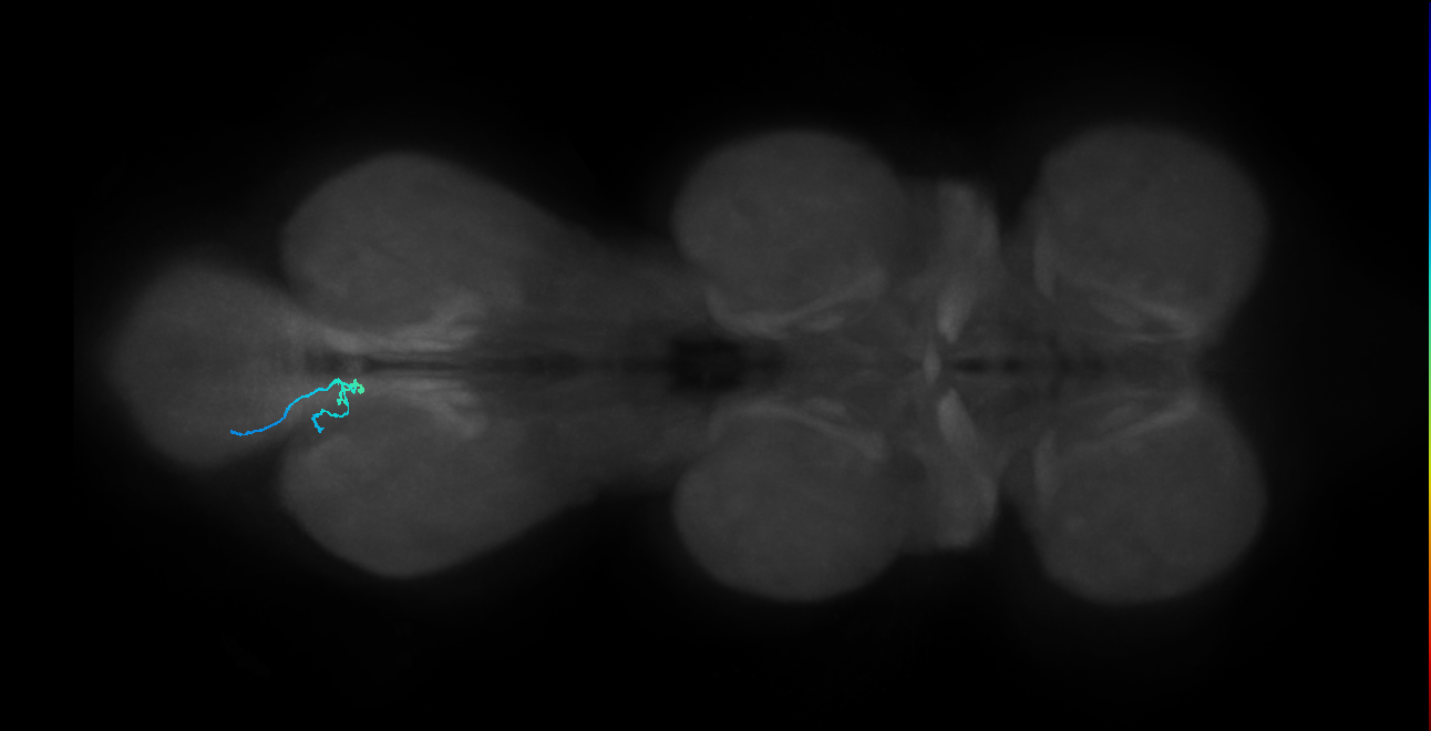 SNta22_MetaLN_L (MANC:6298325384)