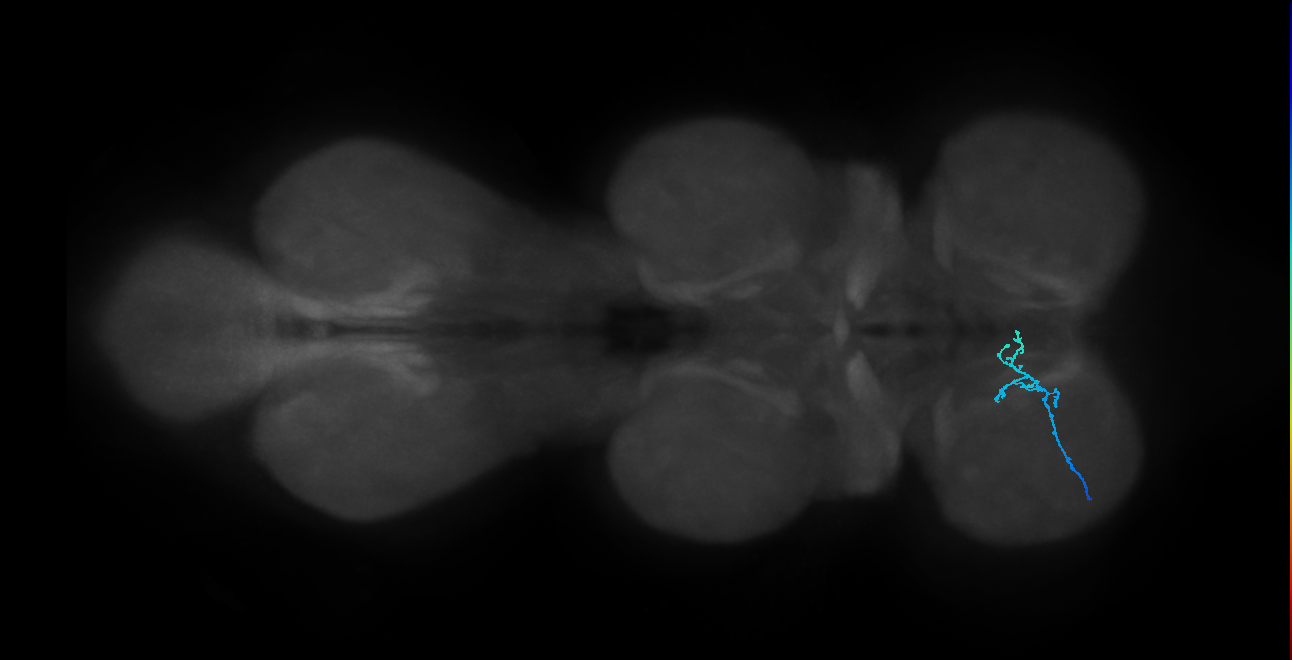 SNch13_ProLN_L (MANC:40078091977)