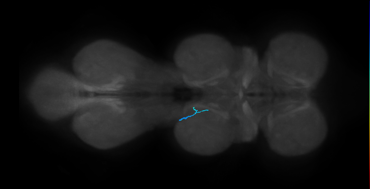 SNxxxx_MesoLN_L (MANC:24421136307)