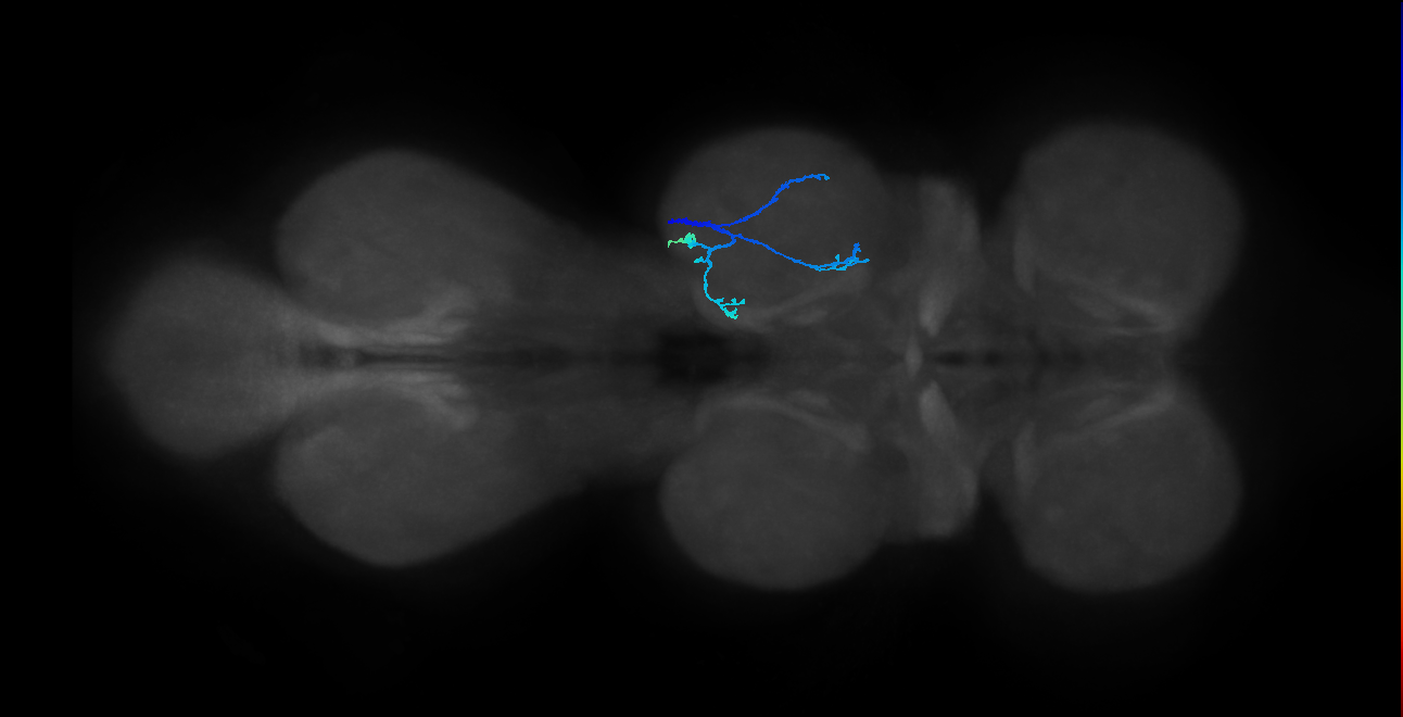 SNppxx_MesoLN_R (MANC:26530498543)