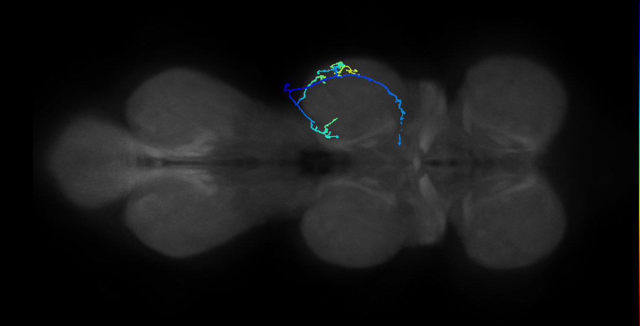SNpp42_MesoLN_R (MANC:22794893567)