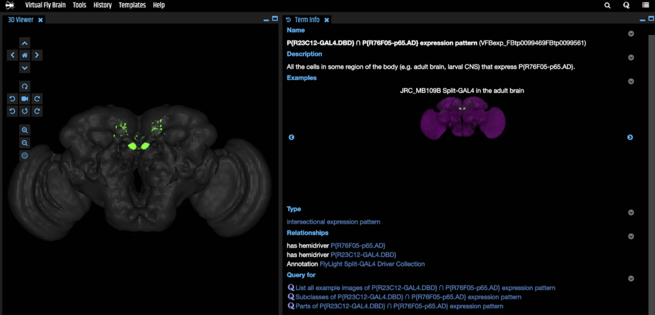 split expression shown in Virtual Fly Brain (VFB)