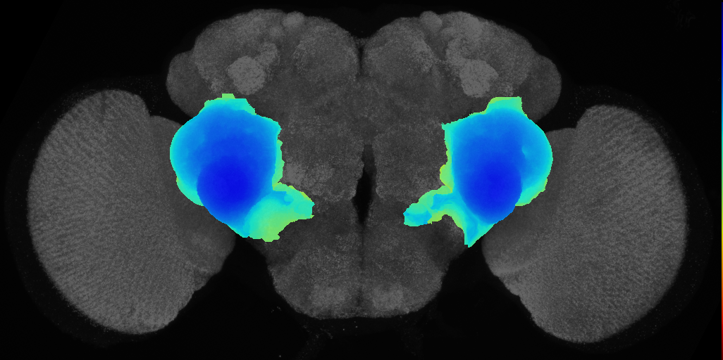 material anatomical entity