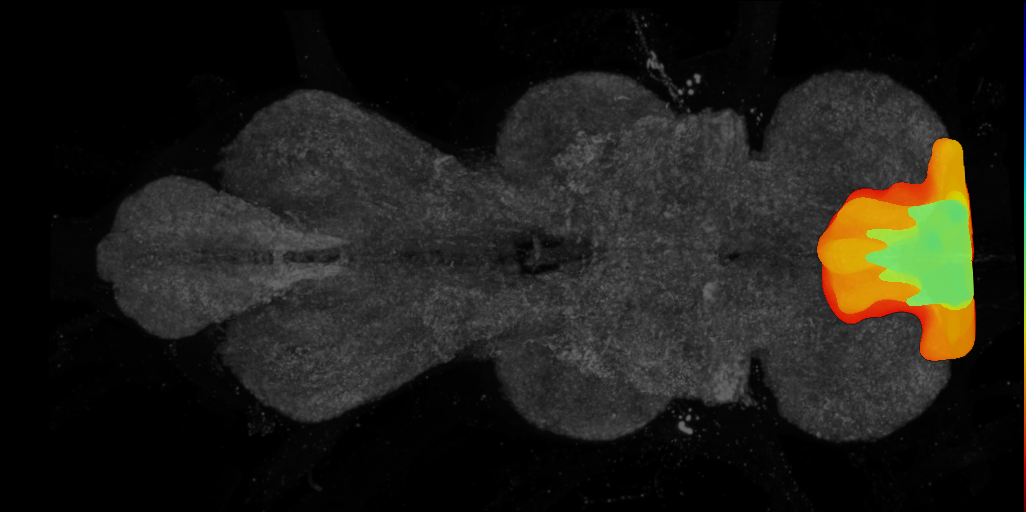 adult cervical connective