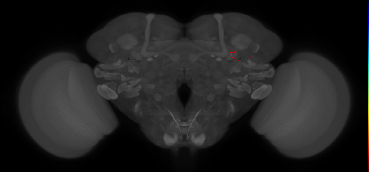 adult alpha'/beta' Kenyon cell