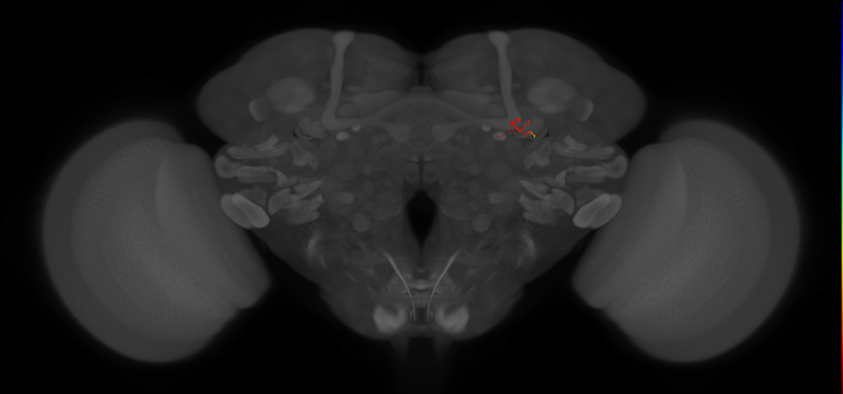 adult alpha'/beta' Kenyon cell