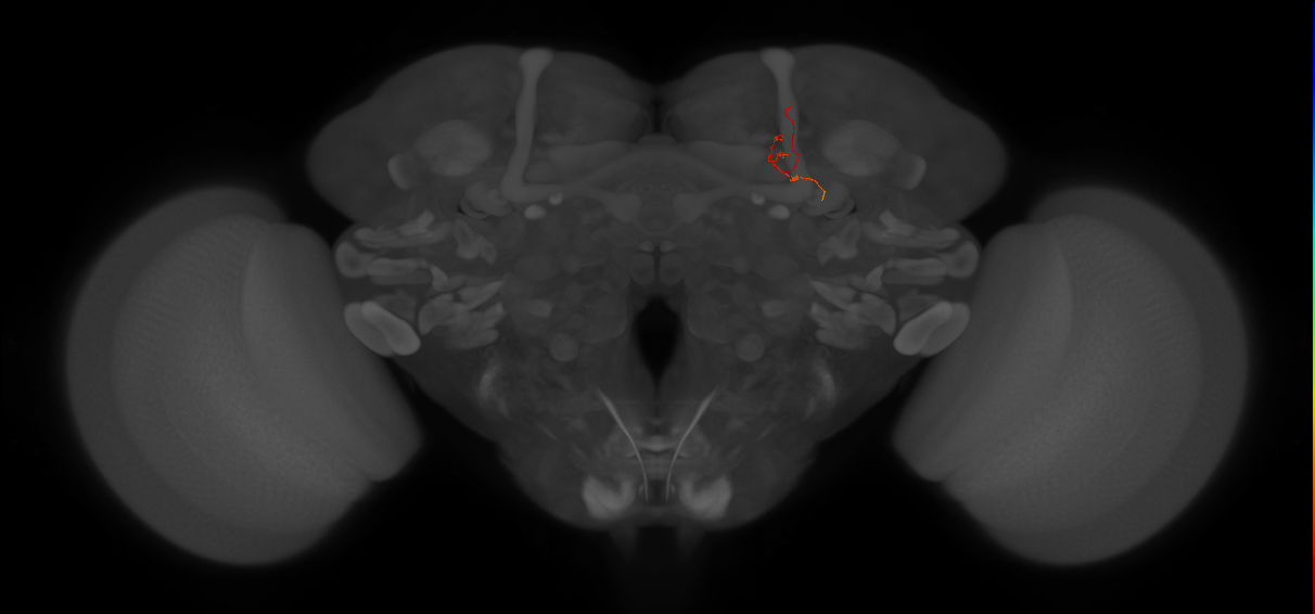adult alpha'/beta' Kenyon cell