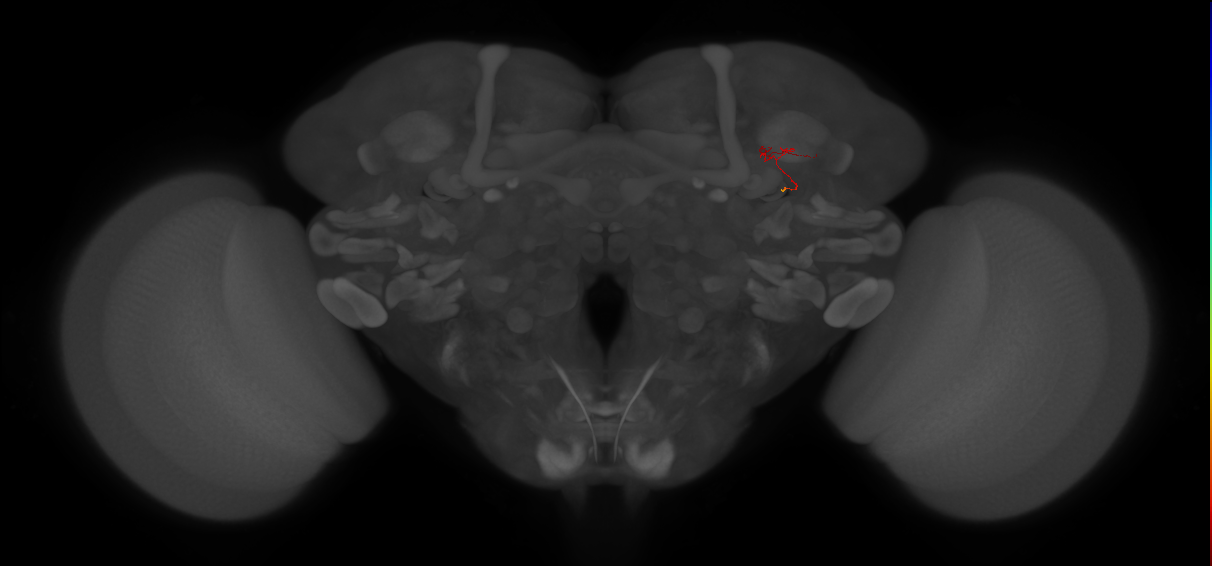 adult alpha'/beta' Kenyon cell