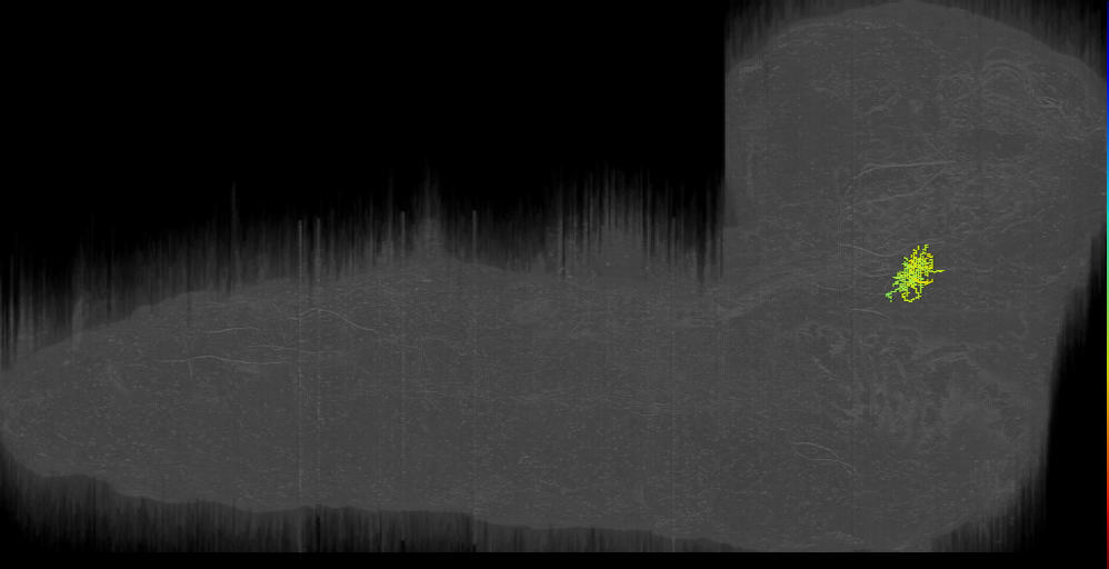 larval antennal lobe local neuron