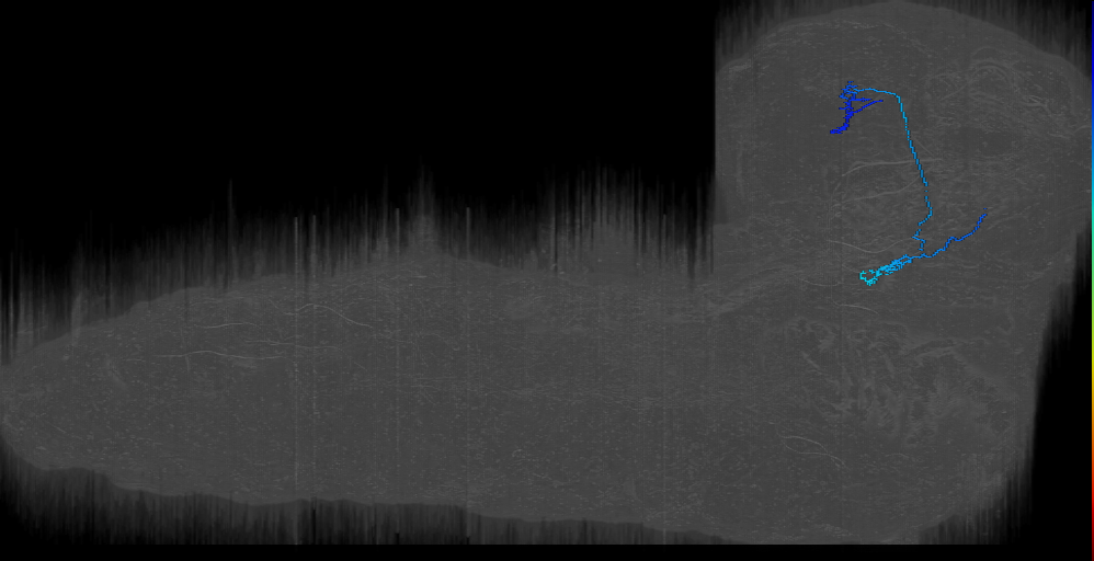 Gustatory PN 4 (L1EM:4393049)