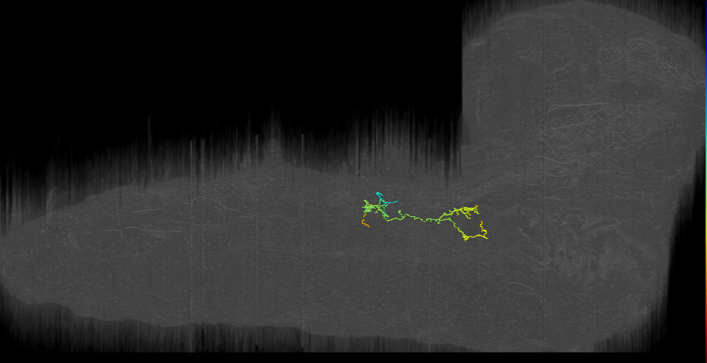 larval VL3/4 motor neuron