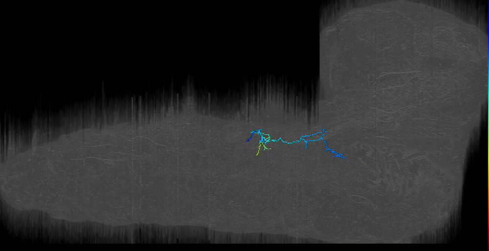 larval VL3/4 motor neuron