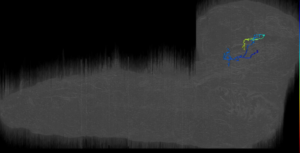 larval mushroom body two-step feedback neuron 10