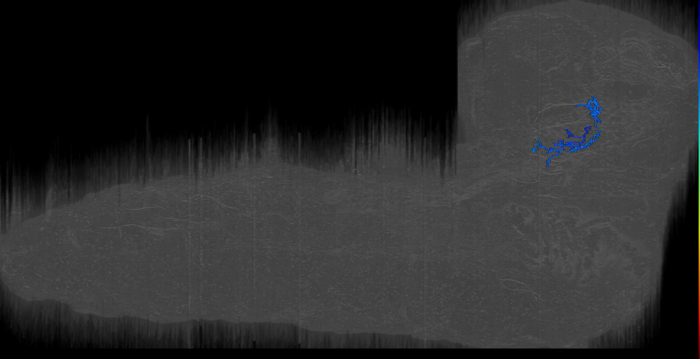 larval mushroom body two-step feedback neuron 13