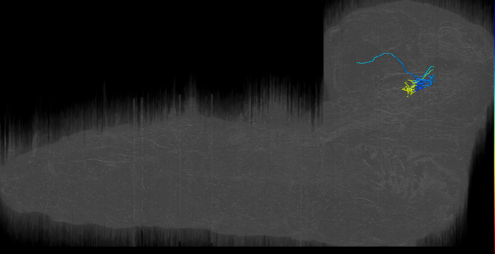 larval mushroom body two-step feedback neuron 5