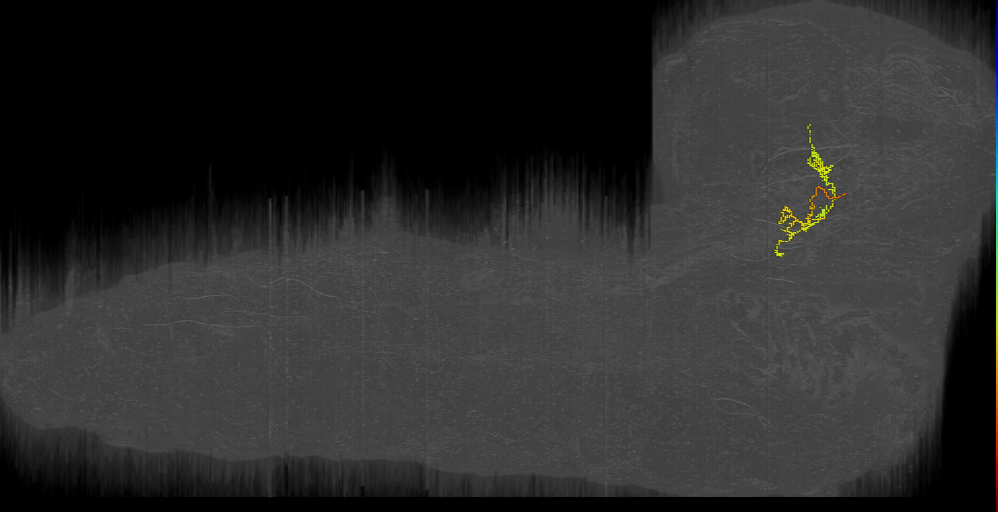 larval mushroom body two-step feedback neuron 14