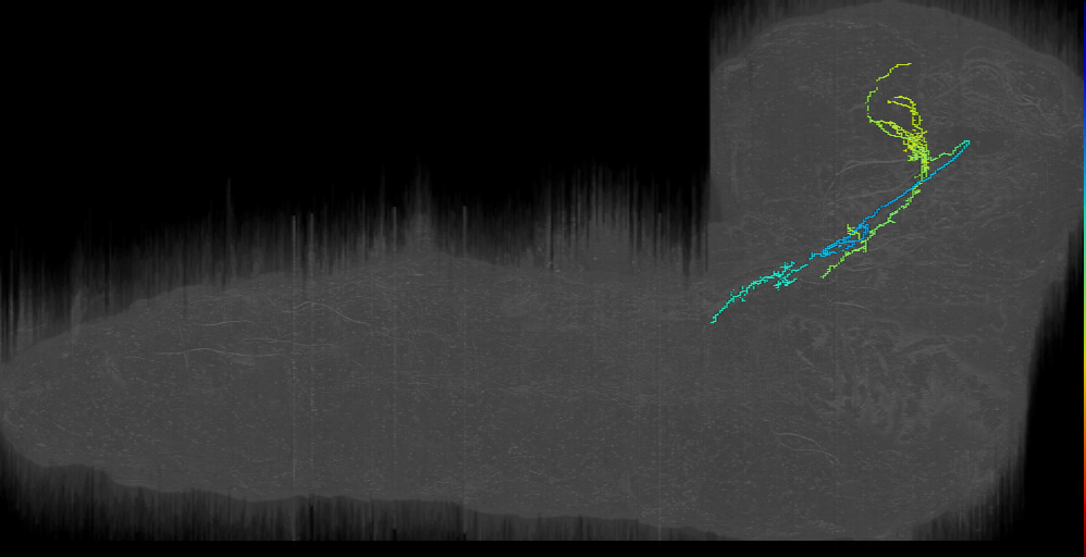larval mushroom body two-step feedback neuron 2