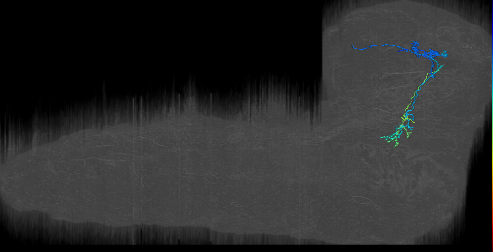 larval mushroom body output neuron f1
