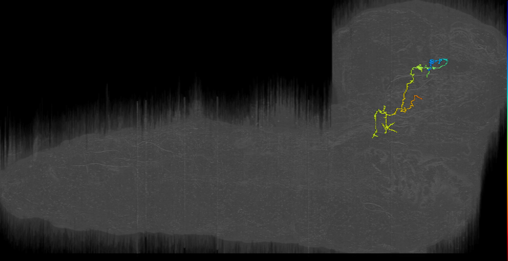larval mushroom body two-step feedback neuron 10