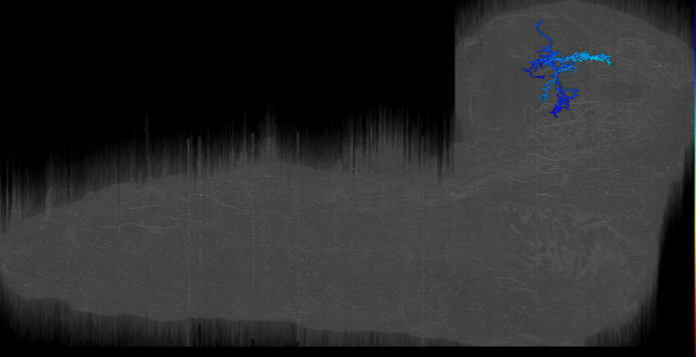 larval mushroom body two-step feedback neuron 15