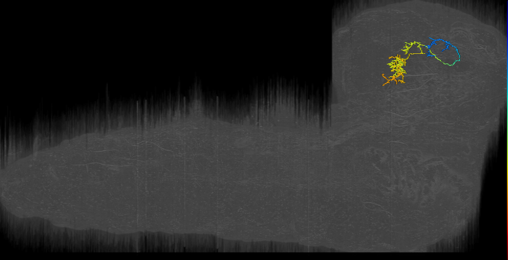 larval mushroom body two-step feedback neuron 19
