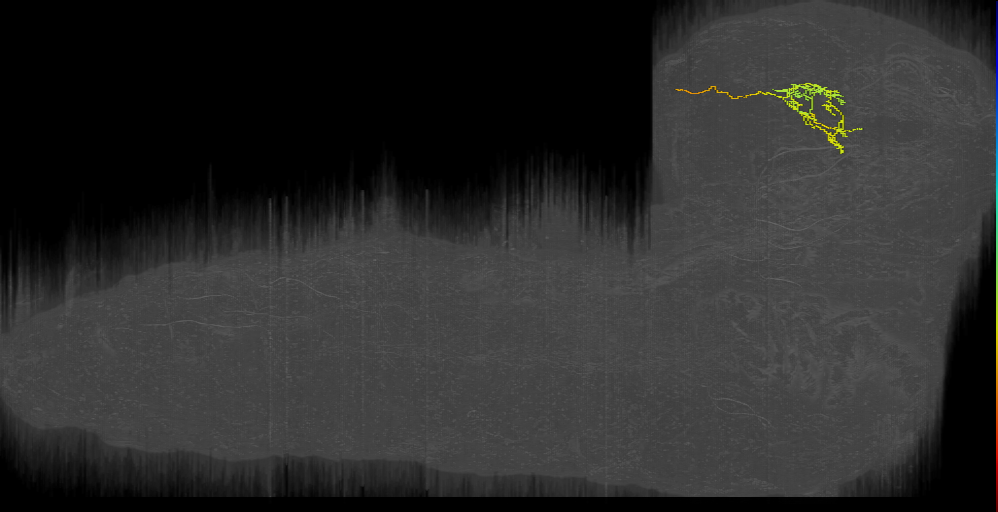 larval mushroom body two-step feedback neuron 1