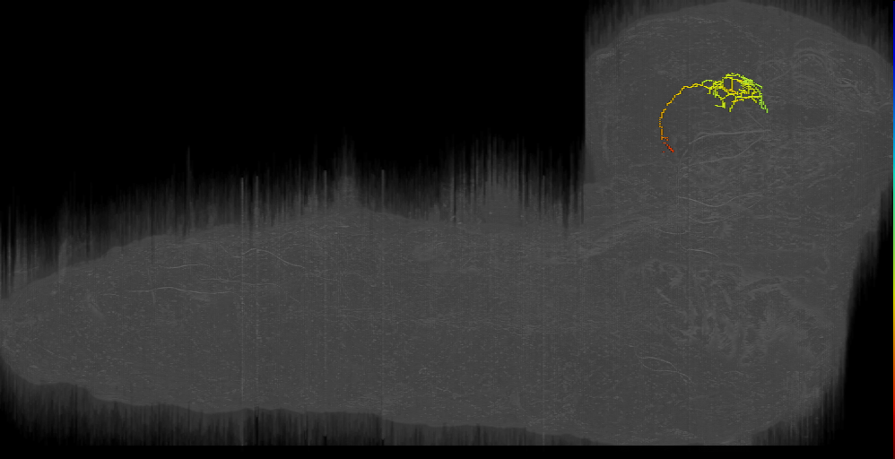 larval mushroom body two-step feedback neuron 7