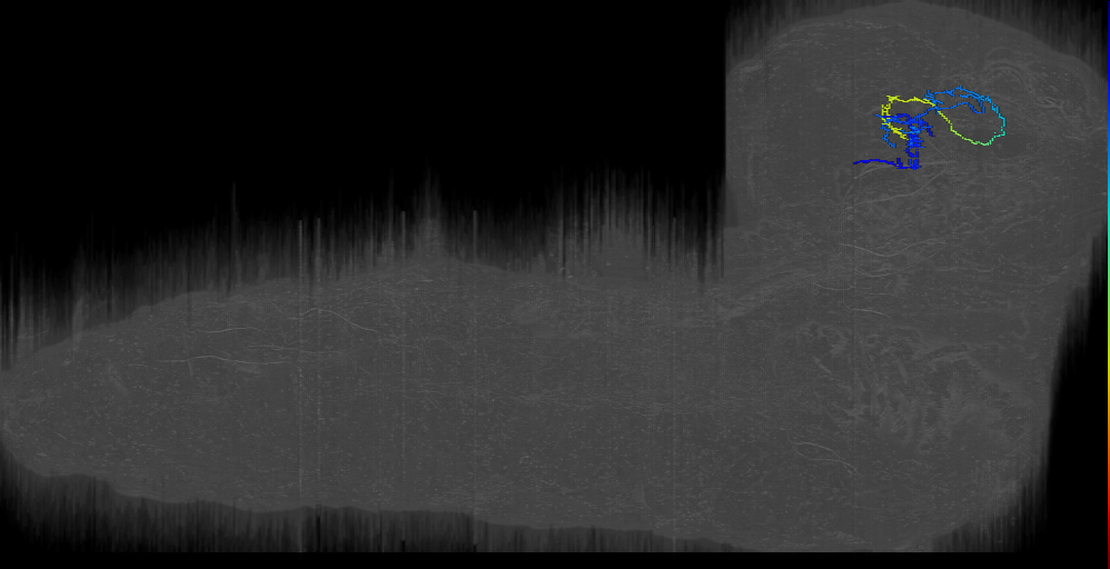 larval mushroom body two-step feedback neuron 19
