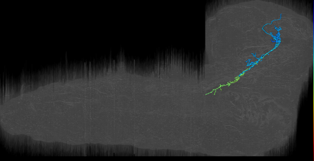 larval mushroom body two-step feedback neuron 2