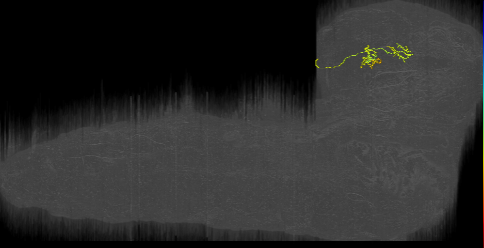 larval mushroom body two-step feedback neuron 9