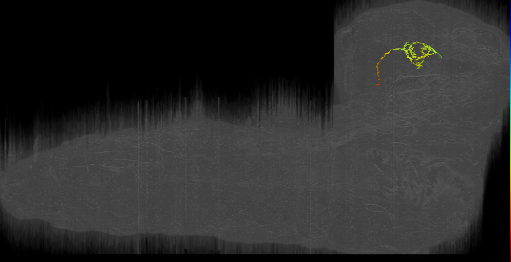 larval mushroom body two-step feedback neuron 16