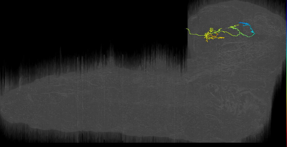 larval mushroom body two-step feedback neuron 17