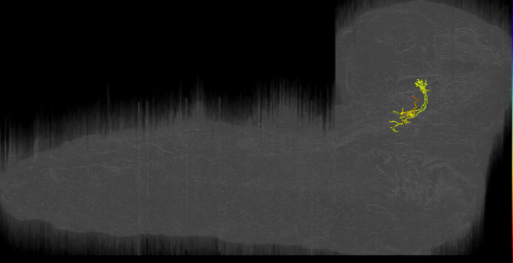 larval mushroom body two-step feedback neuron 13