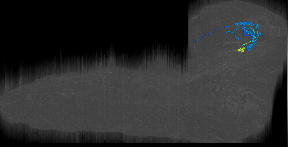 larval mushroom body two-step feedback neuron 21