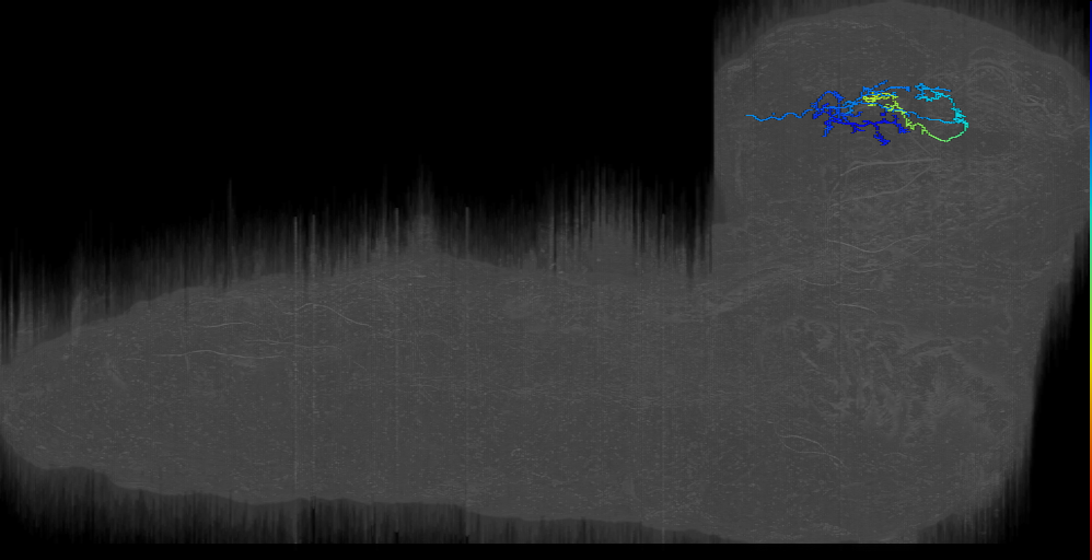 larval mushroom body two-step feedback neuron 17