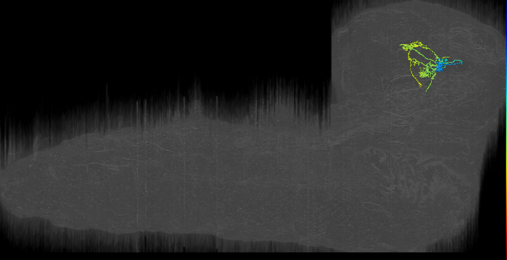 larval mushroom body two-step feedback neuron 3