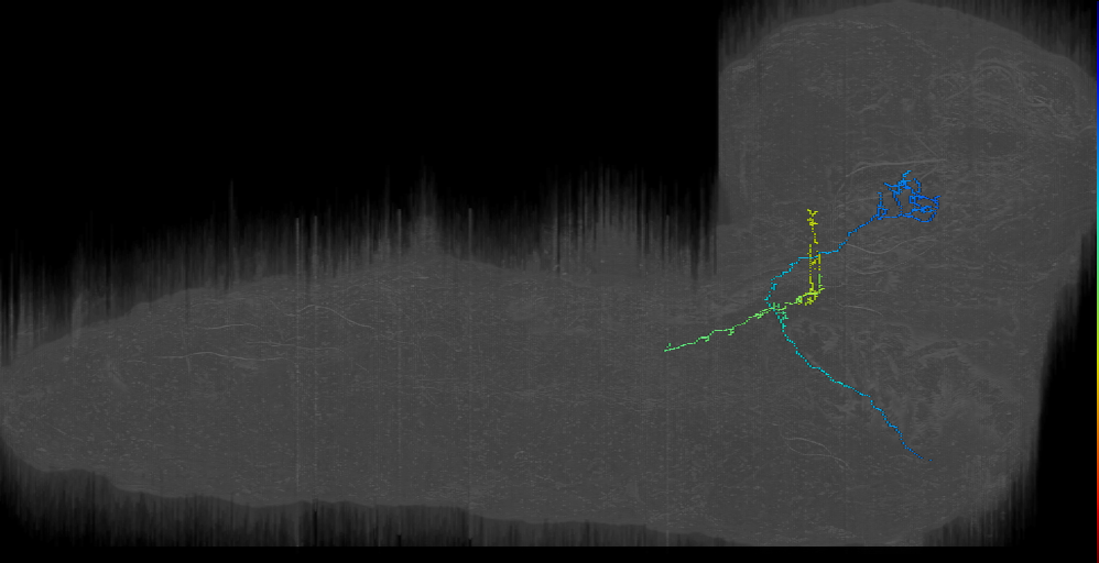 larval mushroom body two-step feedback neuron 20