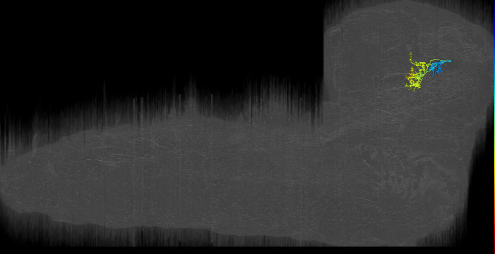 larval mushroom body output neuron d3