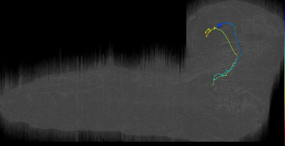 Gustatory PN 3 (L1EM:12156009)