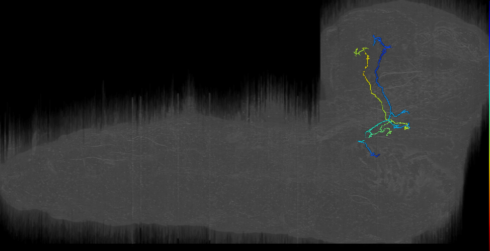 Gustatory PN 2 (L1EM:13789482)