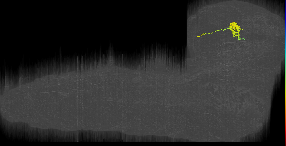 larval mushroom body output neuron e1