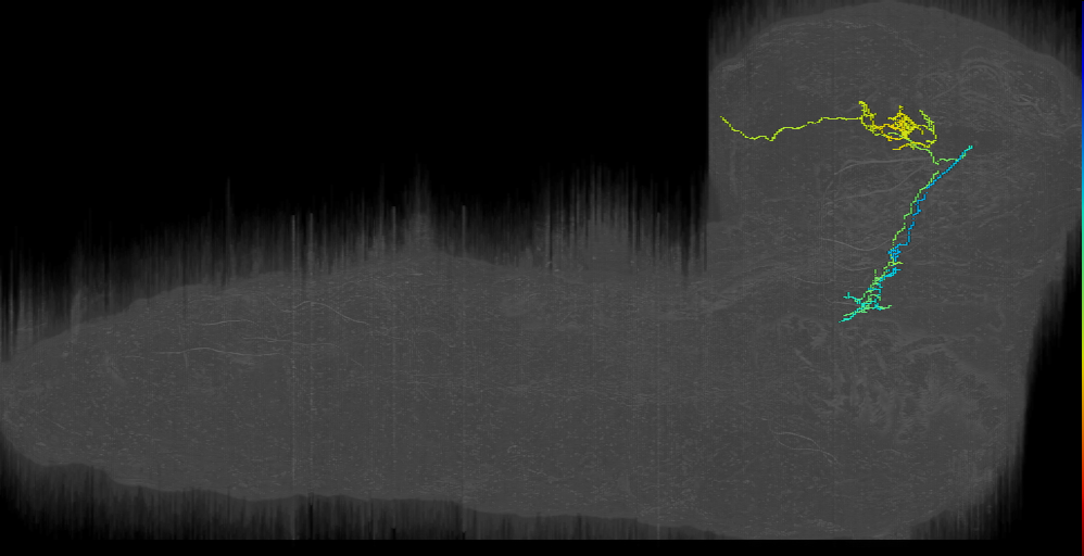 larval mushroom body output neuron f1