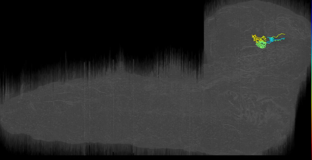 larval mushroom body output neuron j1