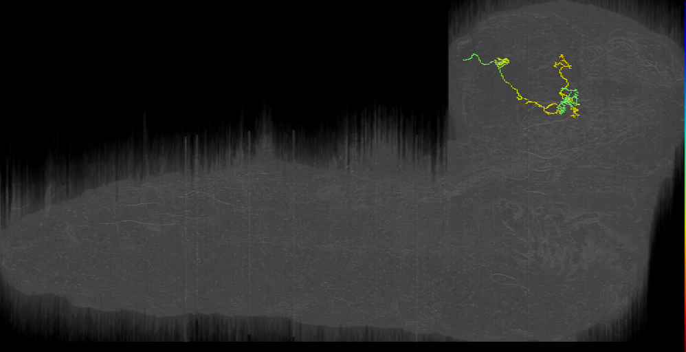 larval Kenyon cell