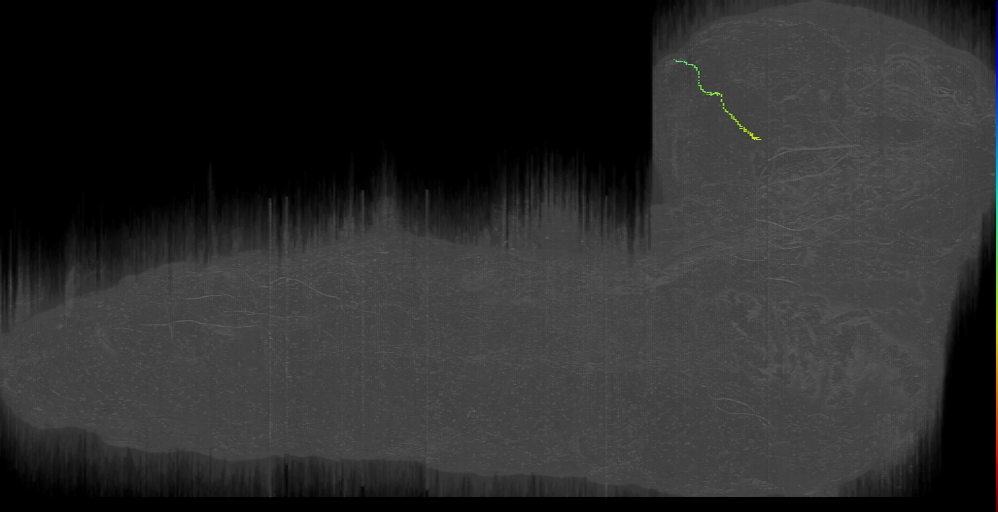 larval Kenyon cell