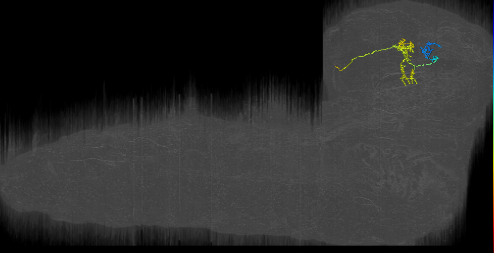 larval mushroom body output neuron o1