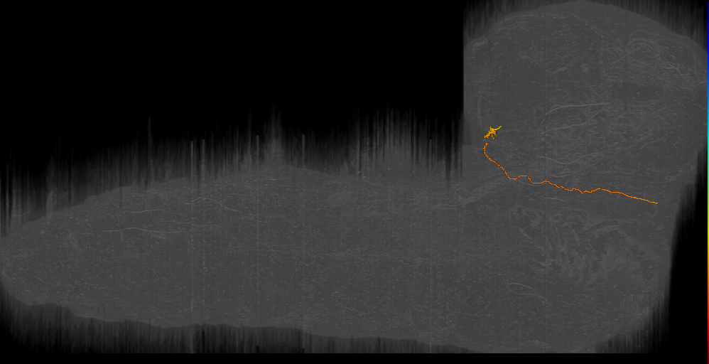 photoreceptor neuron
