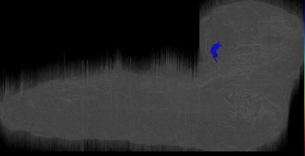 optic lobe pioneer neuron