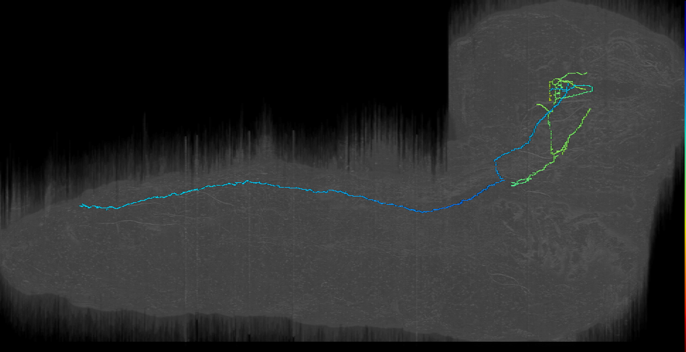 larval hugin neurons - EM (Schlegel2016)